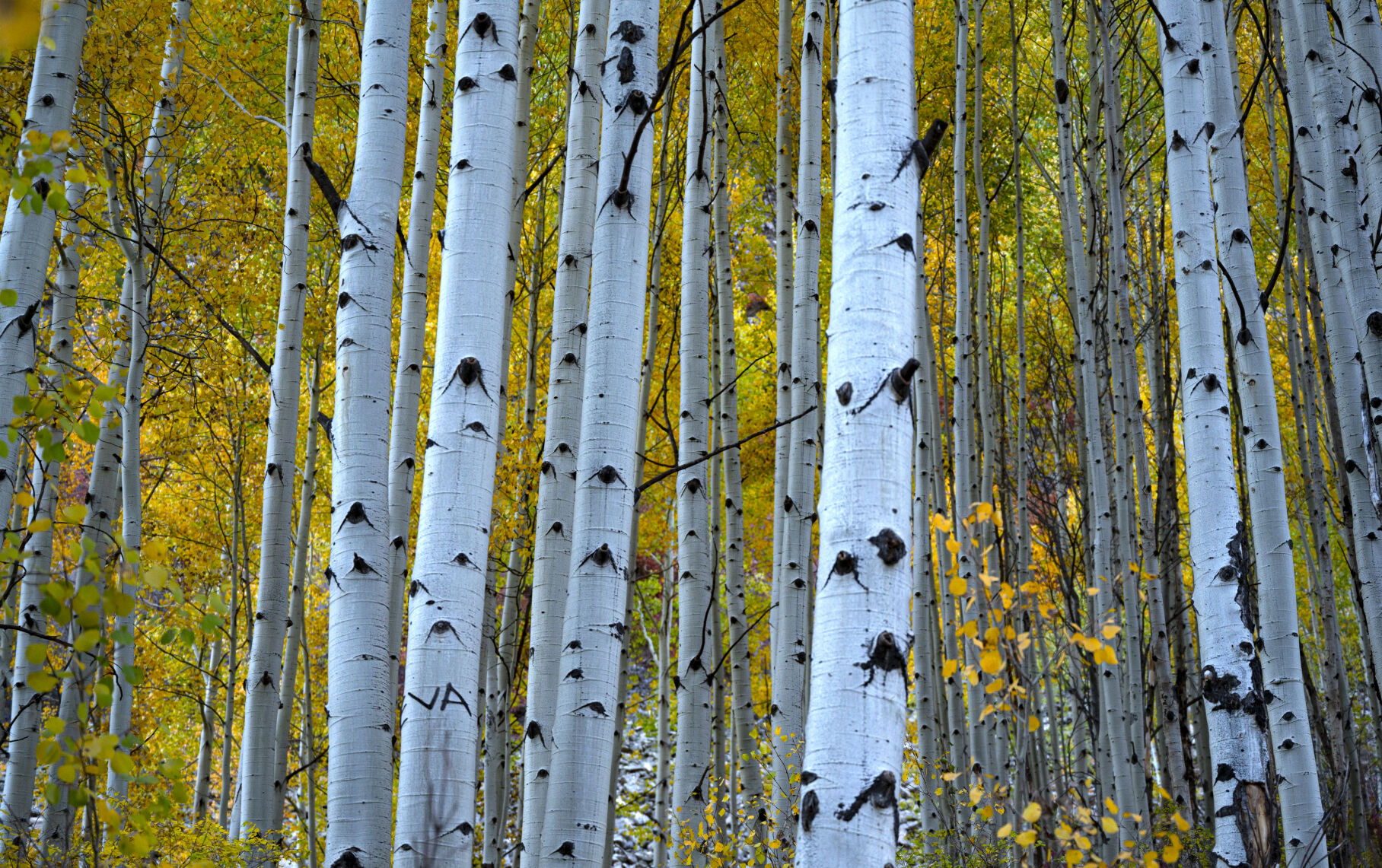 09_29_20 aspens0024.jpg
